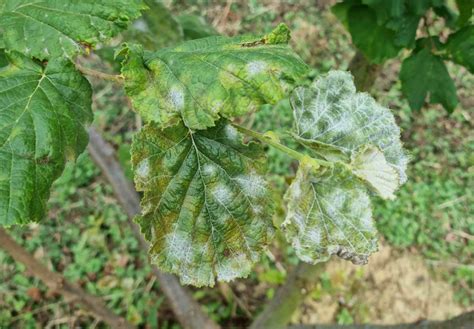 Pepelasta plesen na listih buče