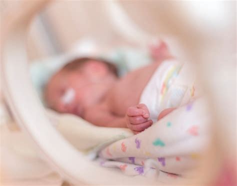 Ilustracija nevralne cevi v zgodnjem zarodku