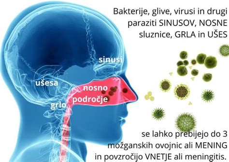 Ilustracija človeškega nosu in sinusov s poudarjenimi vnetnimi procesi