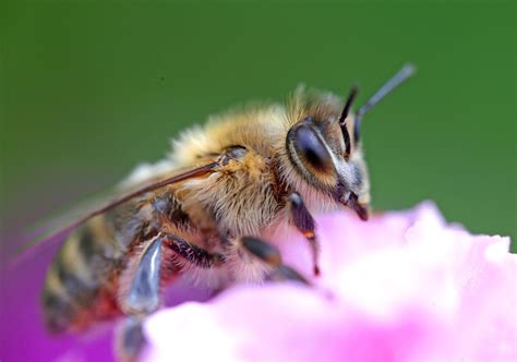 Čebela na cvetu češnje