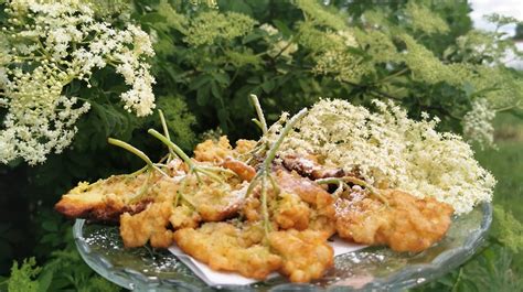 ocvrti bezgovi cvetovi