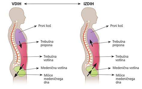 Diagram prikazuje mišice medeničnega dna in njihovo povezavo s prepono