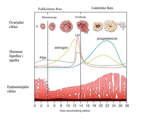 Diagram, ki prikazuje menstrualni ciklus in implantacijsko krvavitev