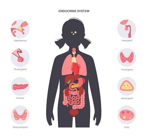 Diagram človeškega endokrinega sistema