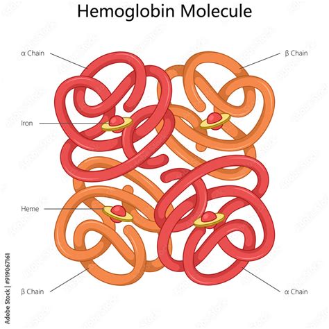 Diagram, ki prikazuje strukturo molekule hemoglobina.