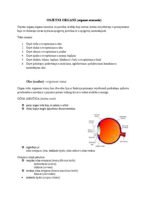 Anatomija sečil z označenimi potencialnimi žarišči okužbe v nosečnosti