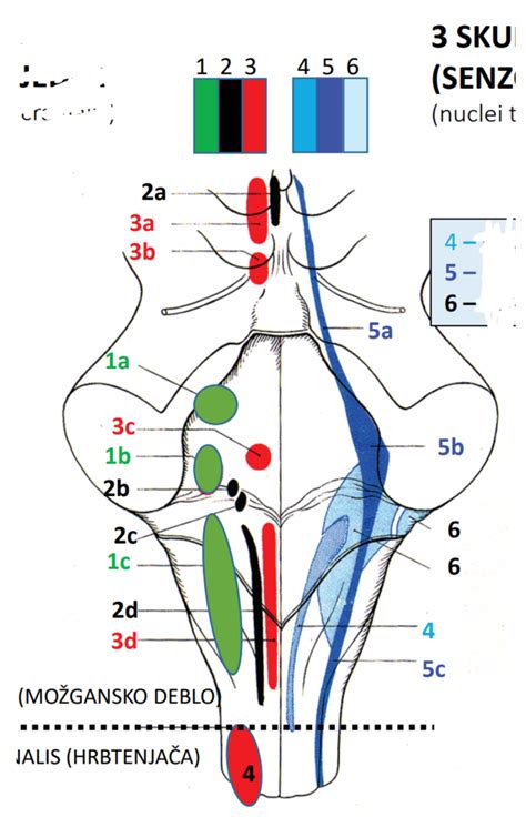 Diagram človeškega možganskega sistema