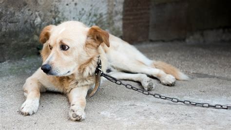 Simbolična fotografija psa na verigi