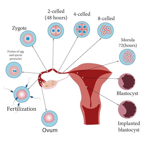 Diagram, ki prikazuje potek postopka IVF od punkcije jajčec do prenosa zarodka.