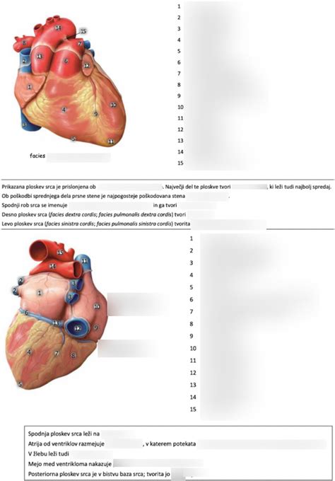 Diagram človeškega srca
