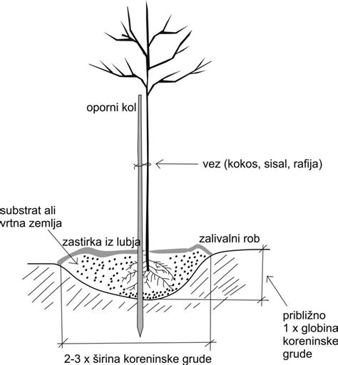 simbolično sajenje drevesa ob rojstvu
