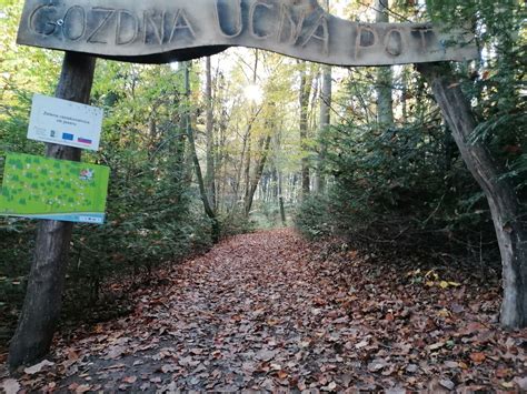 Gozdna pot s svežo zemljo