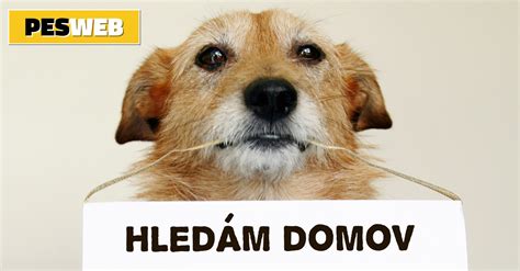 Pes z vnetjem črevesja