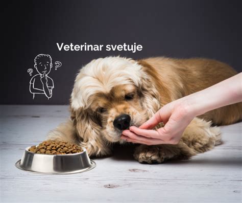 Pes z izgubo apetita