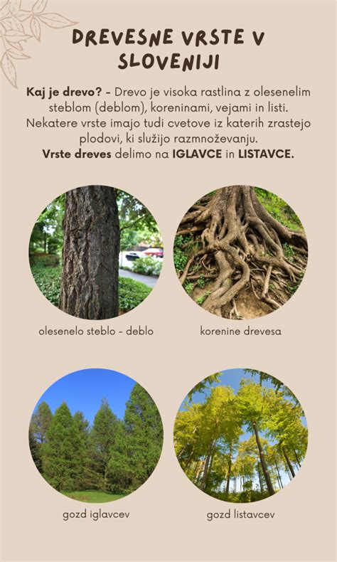 infografika, ki primerja različne vrste podpor hrbtenici
