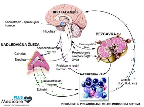 Diagram, ki prikazuje delovanje hormonov v telesu ženske