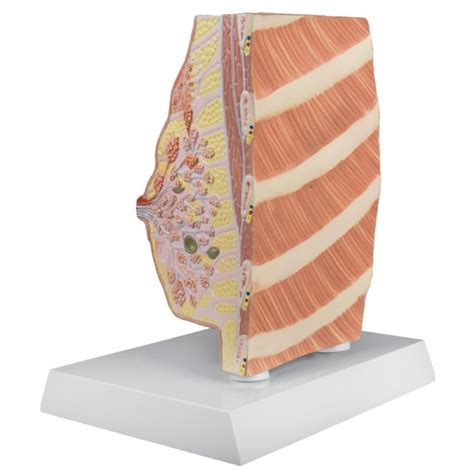 Diagram človeške dojke z označenimi mlečnimi vodi