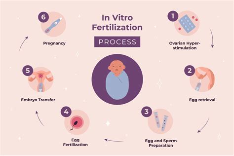 Diagram, ki prikazuje časovnico IVF postopka od punkcije do prenosa zarodka in izračuna tednov nosečnosti.