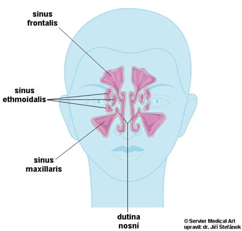 Ilustracija človeškega nosu s poudarkom na nosni sluznici