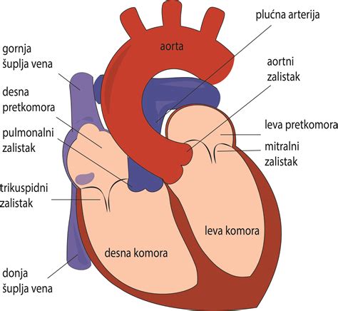 diagram srca s poudarkom na prevodnem sistemu