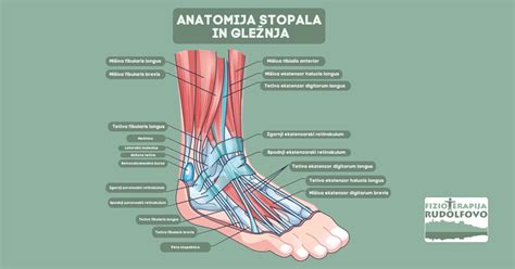 Diagram človeškega stopala z označenimi deli, ki sodelujejo pri hoji
