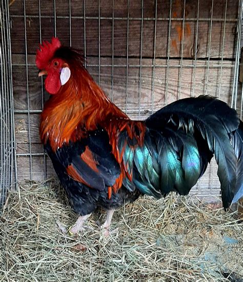 Petelin in kokoš v naravnem okolju