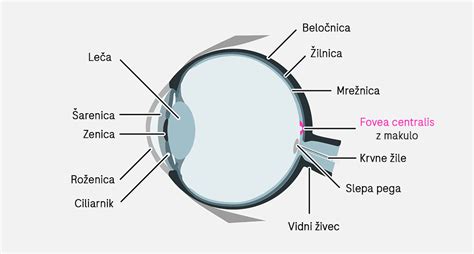 Diagram, ki prikazuje anatomijo solznega sistema človeškega očesa