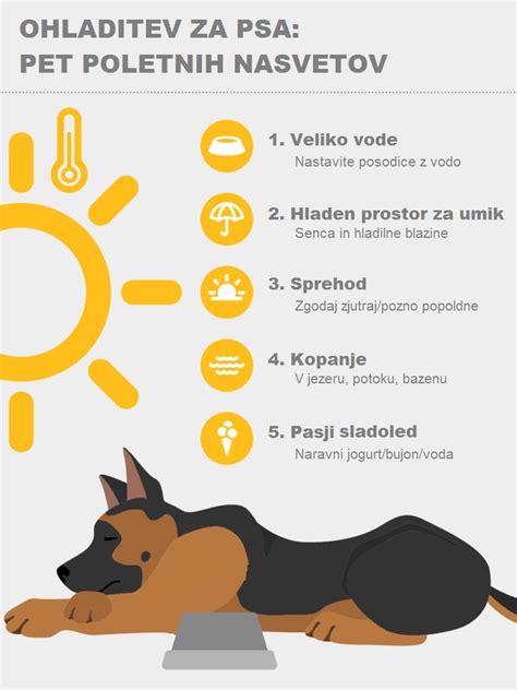 Diagram štirih faz gonitve pri psički