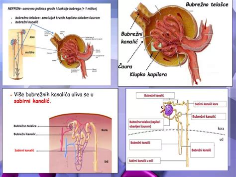 Diagram ženskega reproduktivnega sistema z označenim materničnim vratom