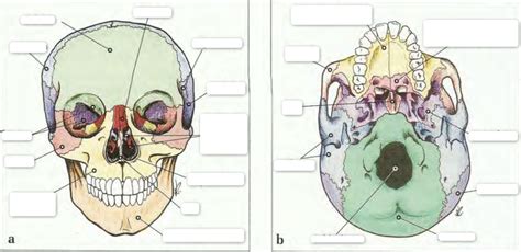 Diagram otroške lobanje z označenimi fontaneli
