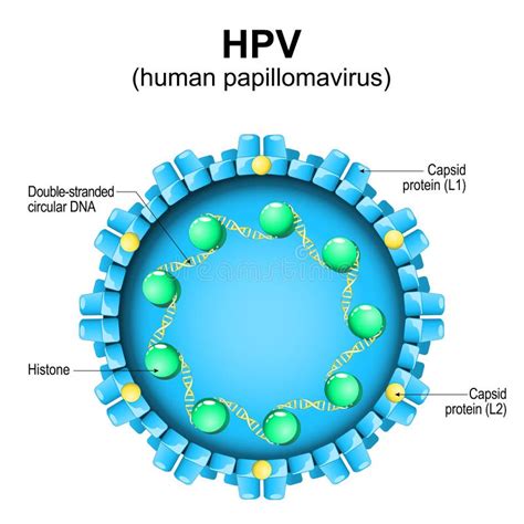 Diagram človeškega papilomavirusa (HPV)