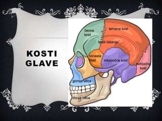 Diagram človeške glave z označenimi mečavami