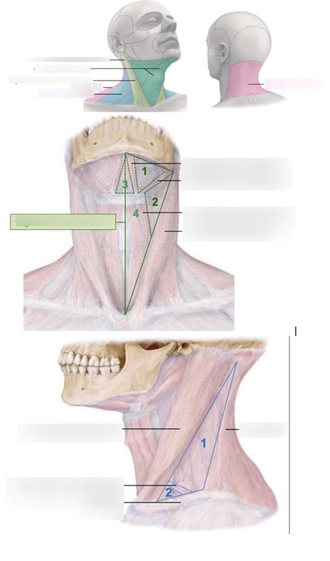 Diagram človeške ščitnice in njene lokacije v vratu