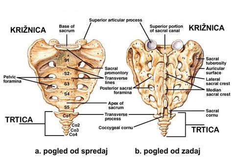 Diagram anatomije križnice in trtice