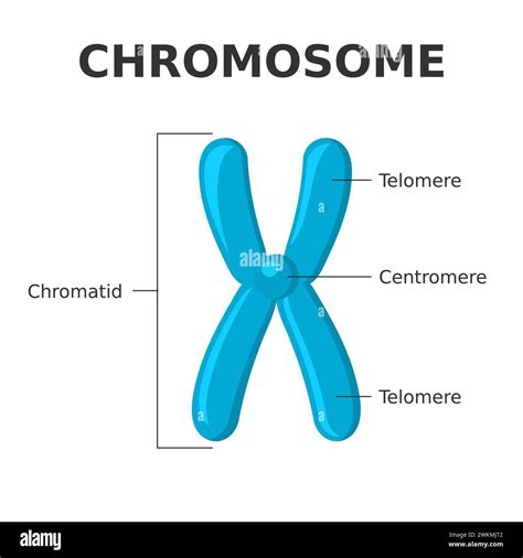 Diagram kromosoma