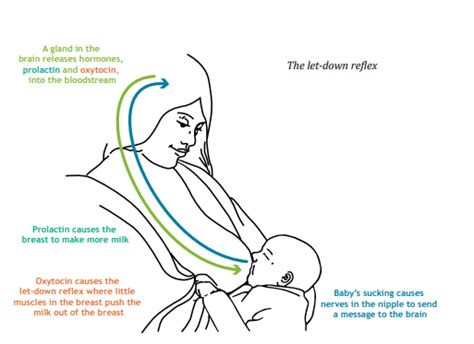 Diagram primerjave učinkovitosti ročnega in mehanskega iztiskanja mleka