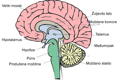Anatomski prikaz možganov novorojenčka