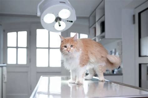 Veterinar med pregledom mačke