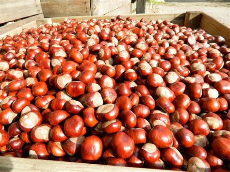 Novorojenček z rdečimi lisami na koži