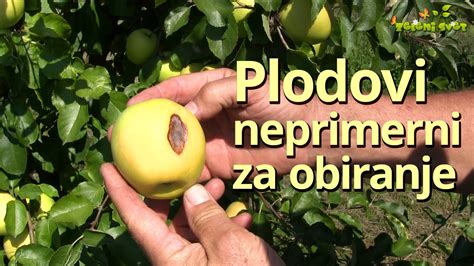 Ilustracija jablane s plodovi, ki kažejo znake odpadanja