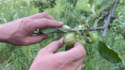 Ilustracija pravilnega ročnega redčenja plodov na jablani