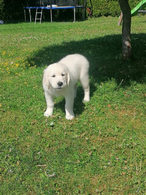 Labradorski prinašalec mladič spi