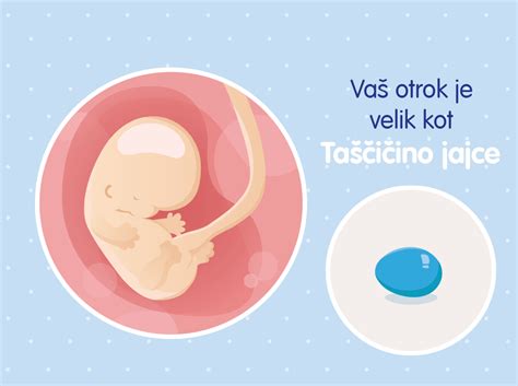 Ilustracija ženskega telesa v 34. tednu nosečnosti, ki prikazuje premik otroka v medenico in povečano maternico.