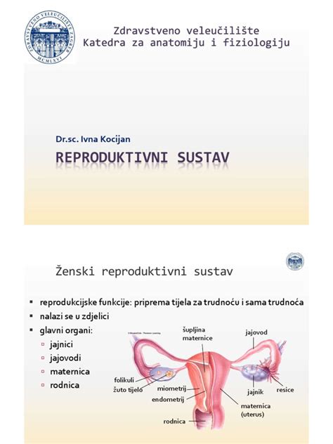Ženska reproduktivna celica - jajčece in moška reproduktivna celica - semenčica