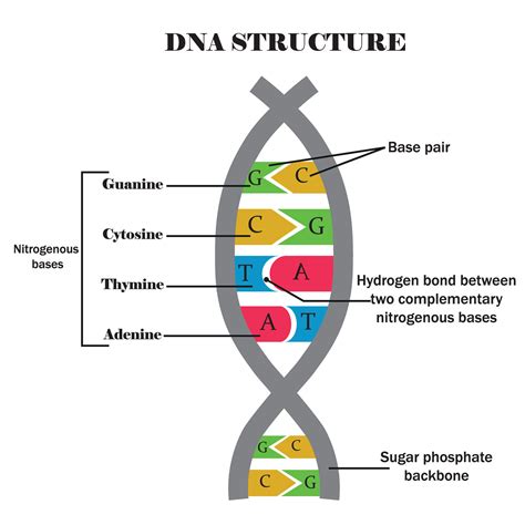 Diagram anatomske strukture medeničnega dna