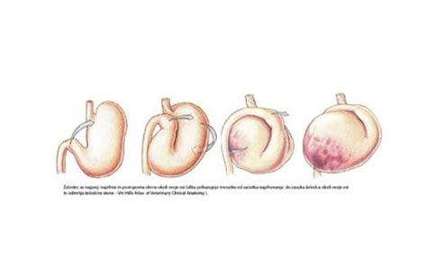 Diagram, ki prikazuje zasuk želodca pri GDV.