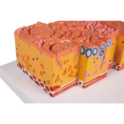 Diagram prikazuje anatomijo ušesa psa