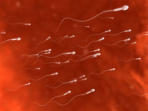 Diagram časa preživetja spermijev in jajčeca