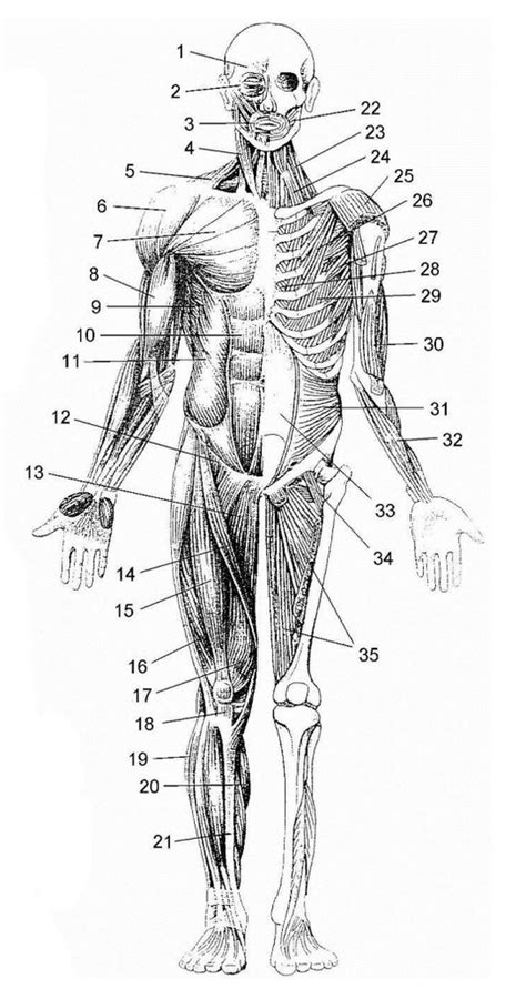 Progesteron in njegov vpliv na mišice v telesu