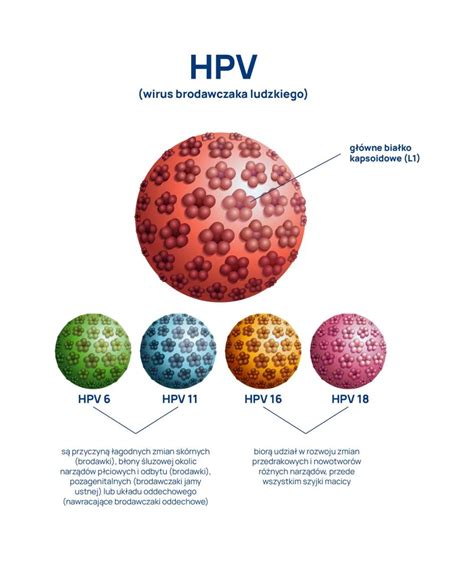 Infografika o prenosu HPV